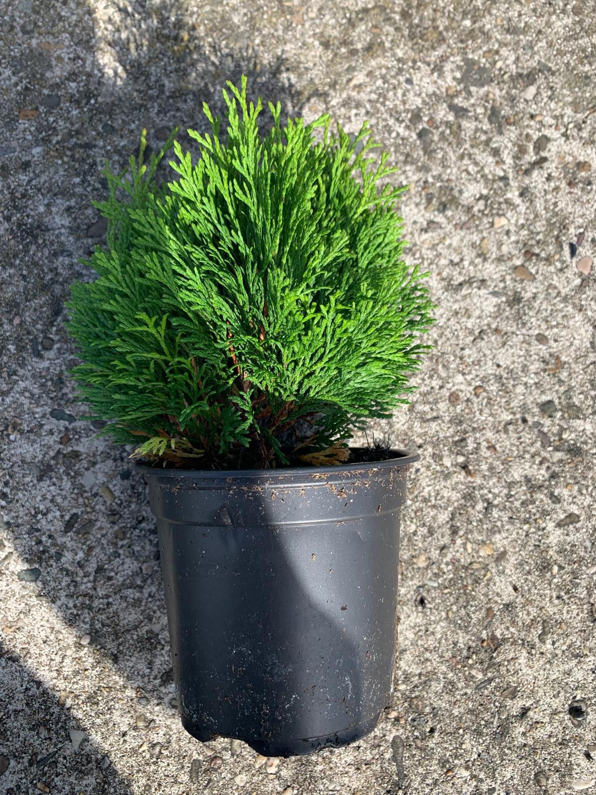 Туя западная Мики